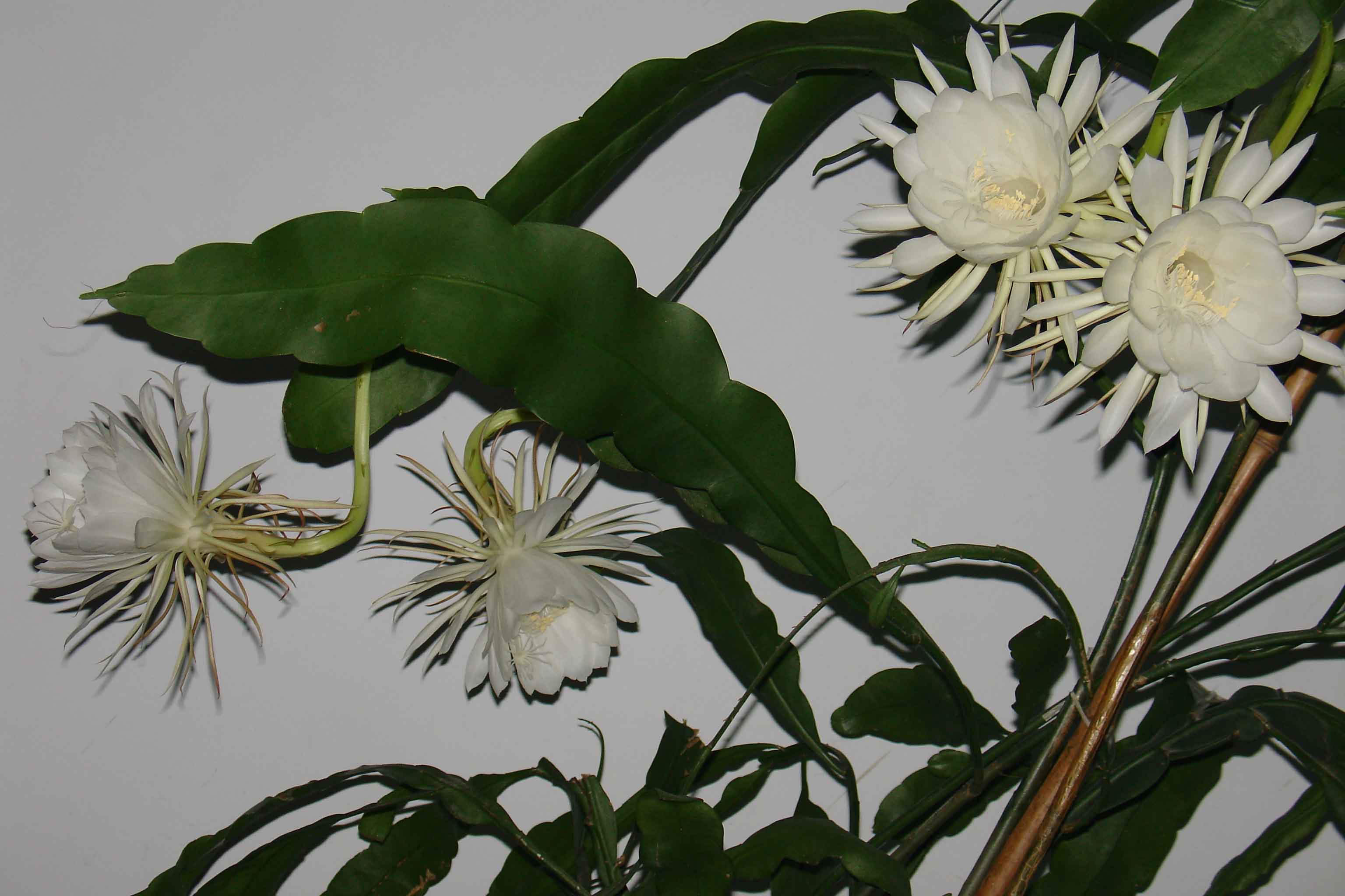 9月4日晚昙花4朵齐放