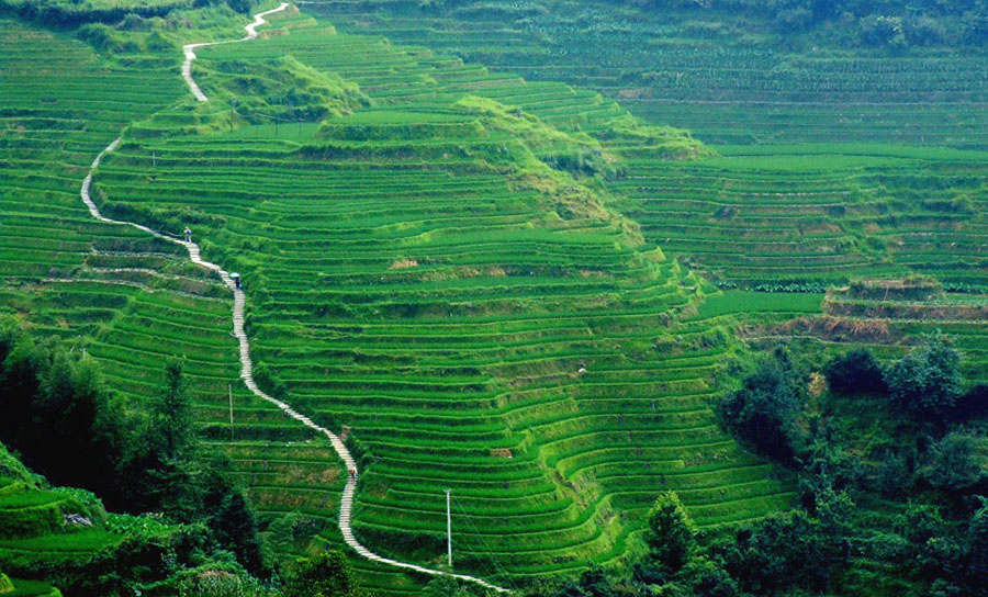 “龙脊”梯田