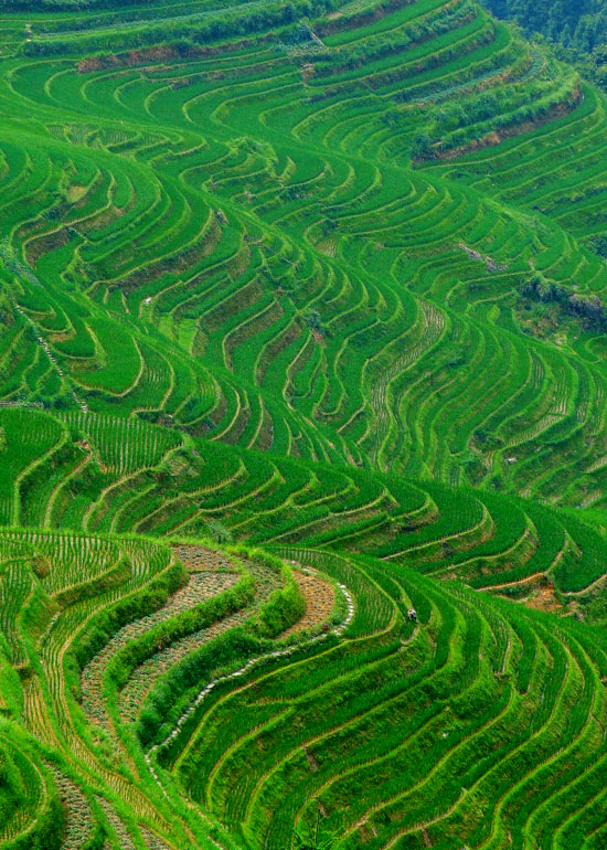 “龙脊”梯田