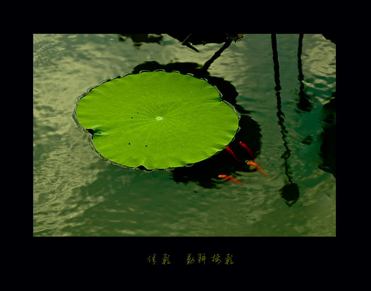 倩影