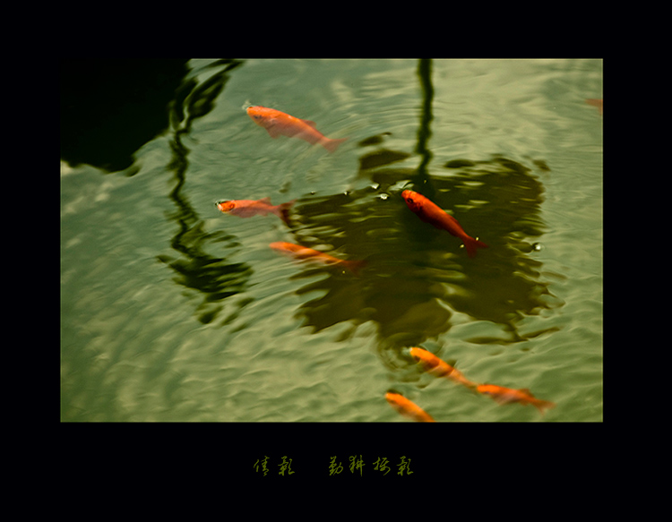 锦鲤戏莲