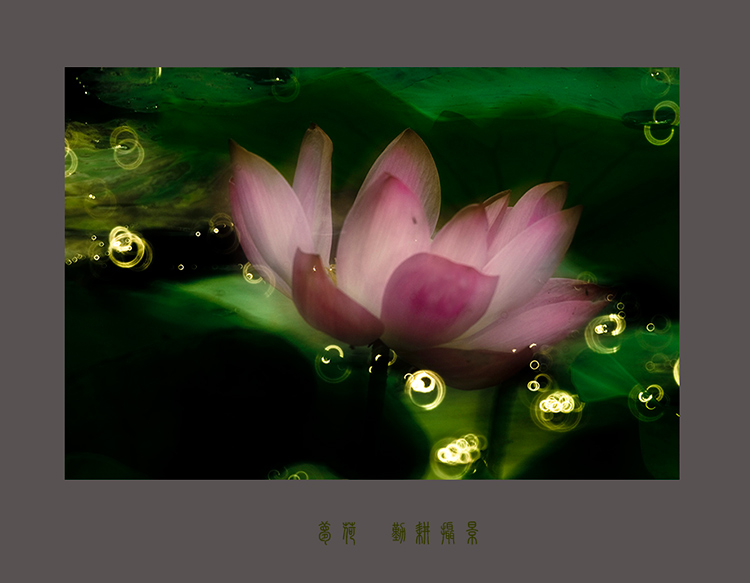 梦荷