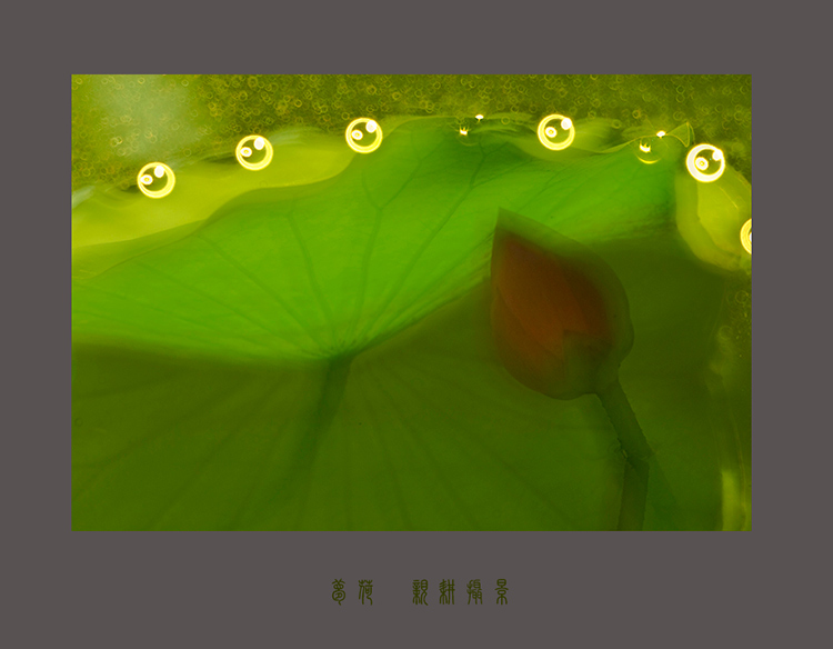 梦荷