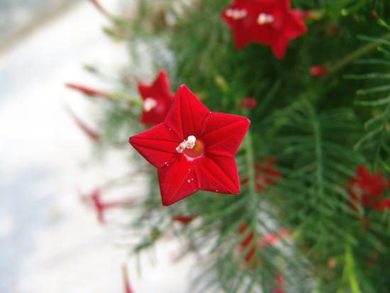 小花