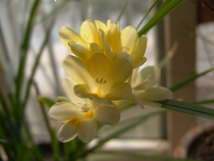 小花