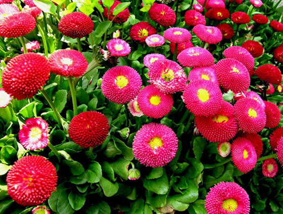 路边小花不出名