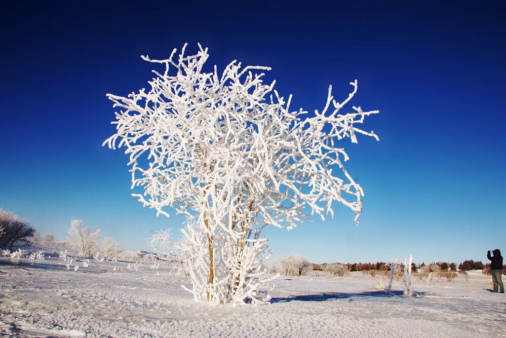 元旦坝上过（系列组图4/5—雾凇）