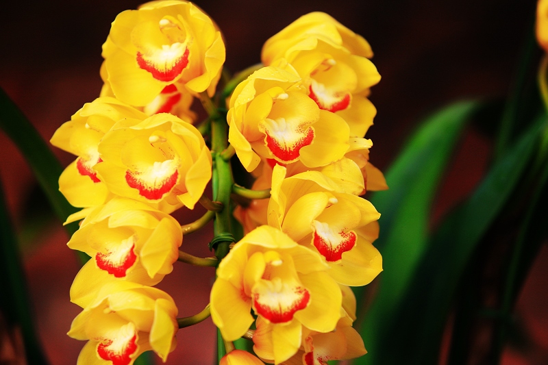 春节春花开