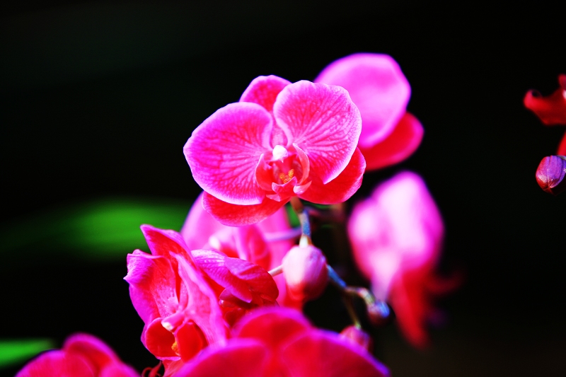 春节春花开