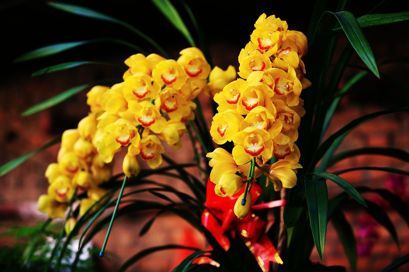 春节春花开