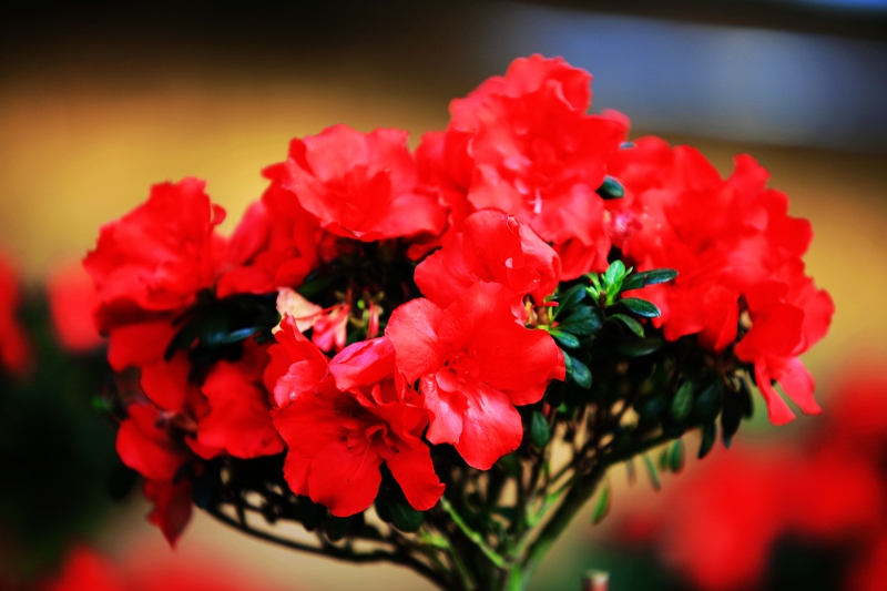 春节春花开