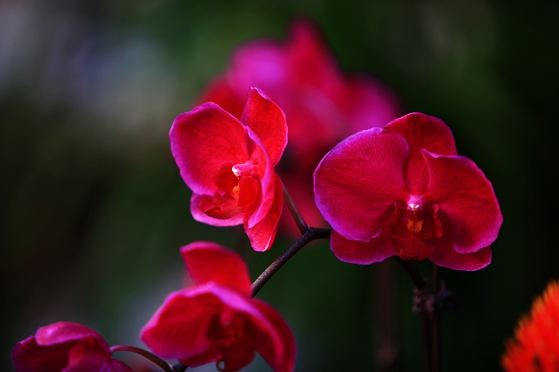 春节春花开