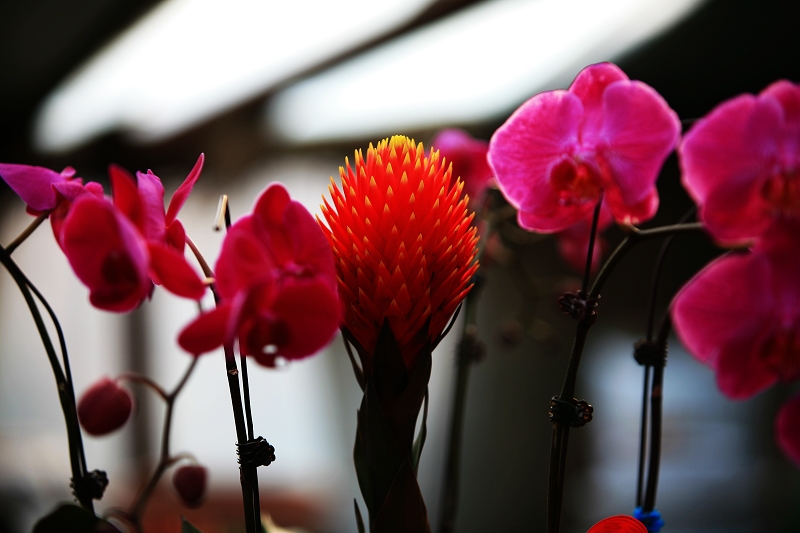 春节春花开