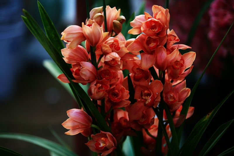 春节春花开