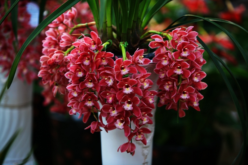 春节春花开