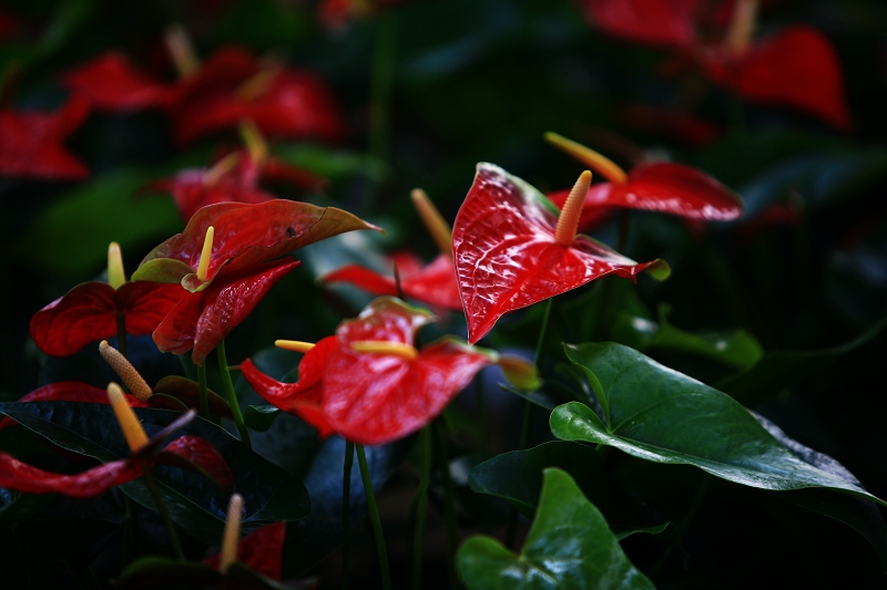 春节春花开
