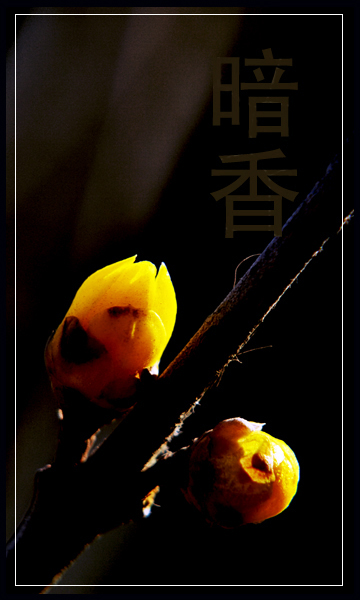 冬日梅花