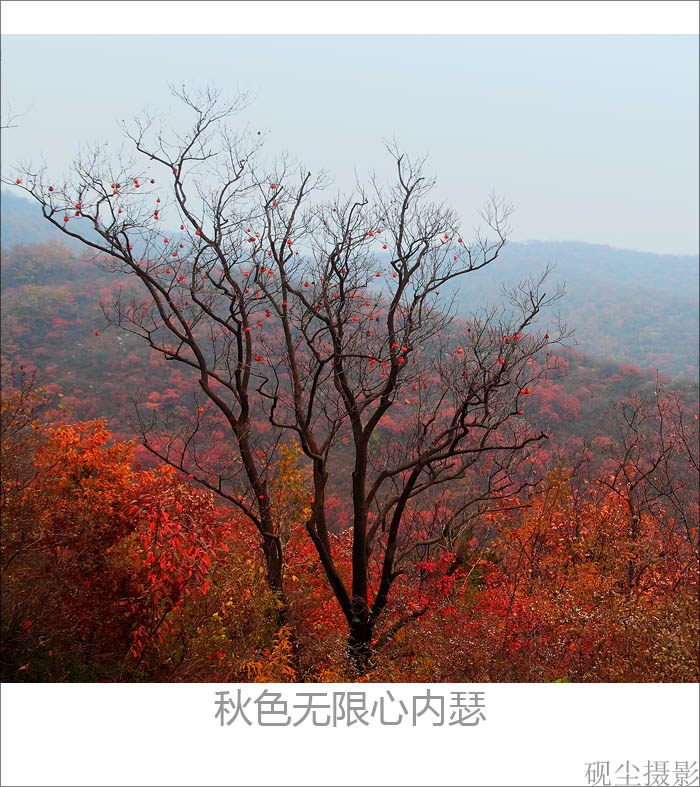 高秋图