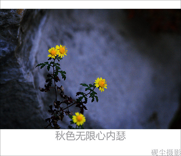 高秋图