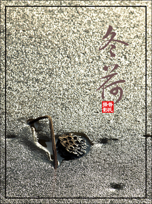冬荷