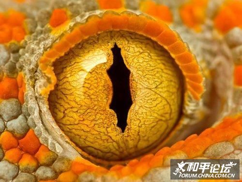 [转帖]美刊十大微距摄影[组图]