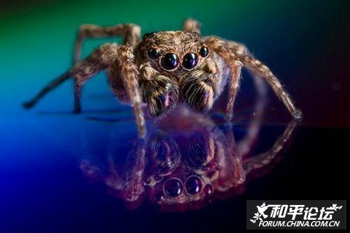 [转帖]美刊十大微距摄影[组图]