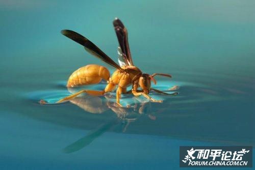 [转帖]美刊十大微距摄影[组图]