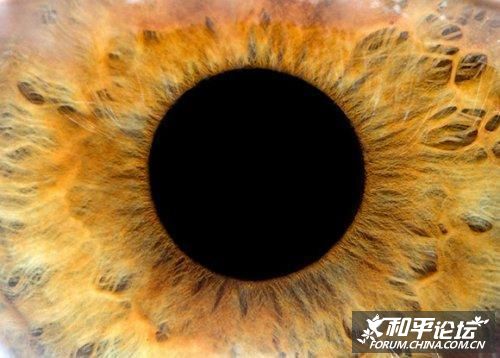 [转帖]美刊十大微距摄影[组图]