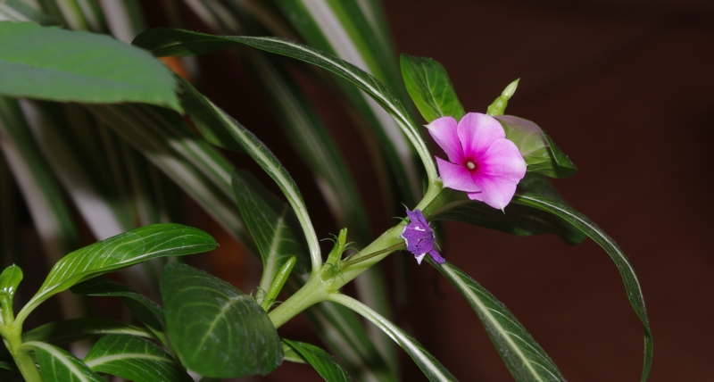 花卉