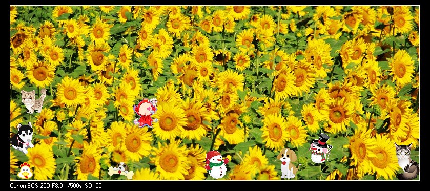 黄花遍地开