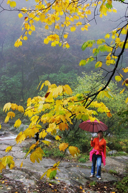 雨雾云雀山.1