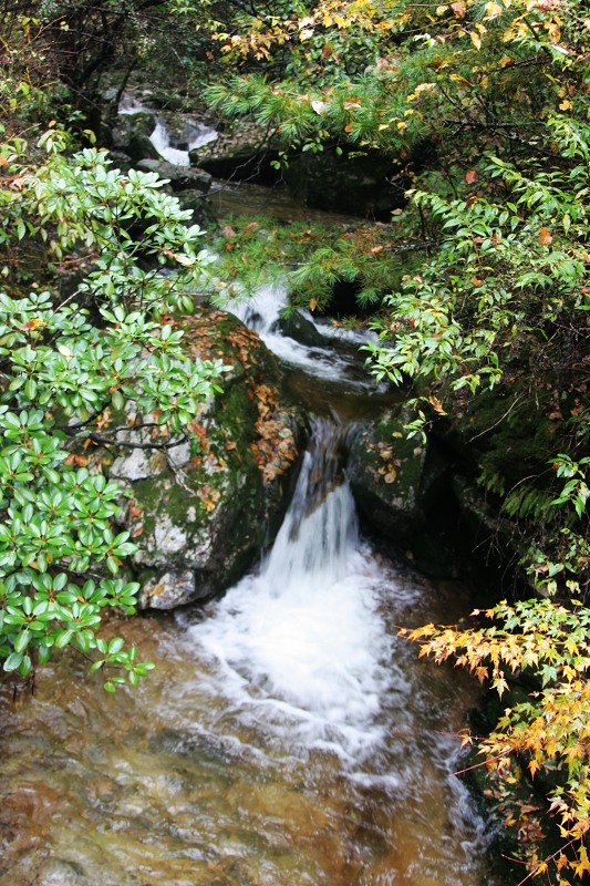 雨雾云雀山.1