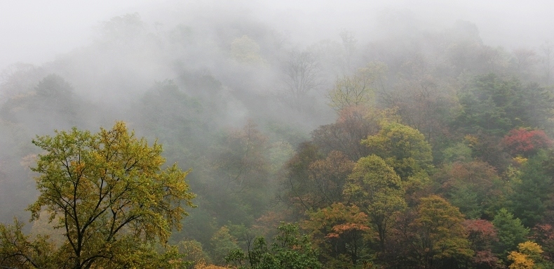 雨雾云雀山.2