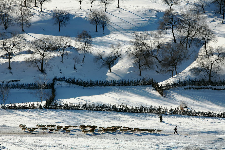 我爱你，坝上的雪   （组）