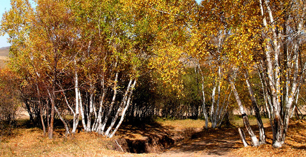 追忆坝上秋色