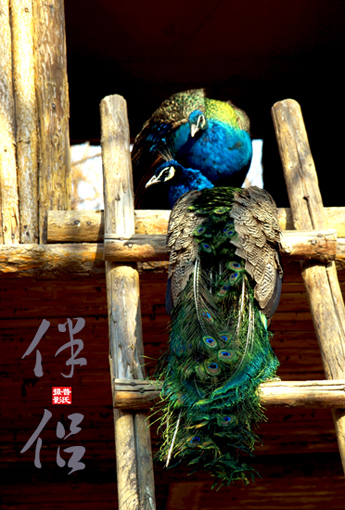 孔雀一幅