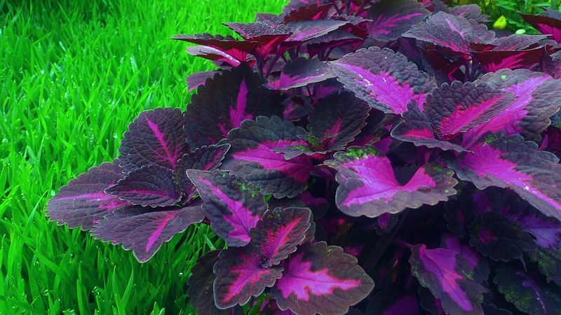 小花草