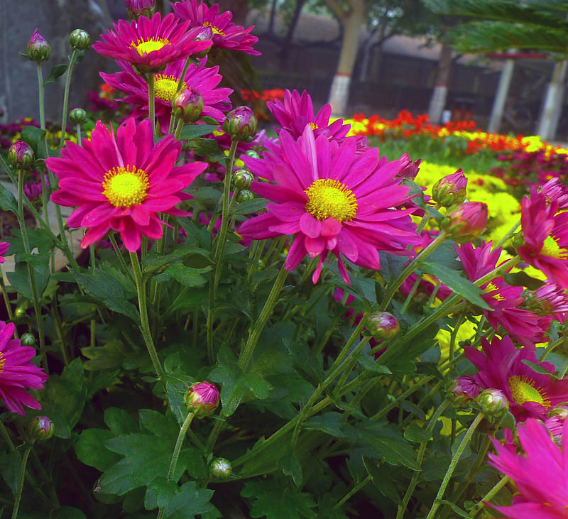 小花草