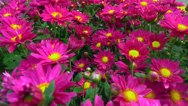 小花草