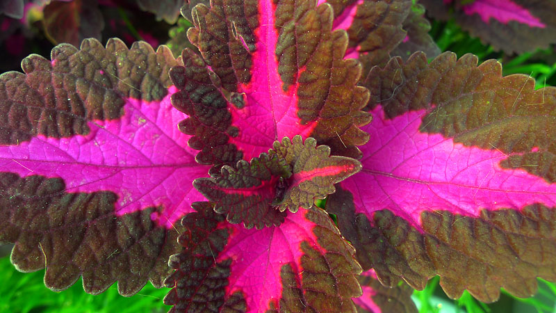 小花草