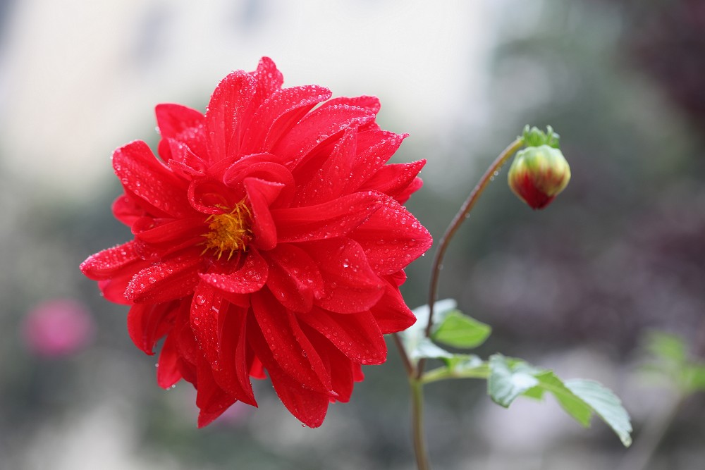 梅兰竹菊花卉帖