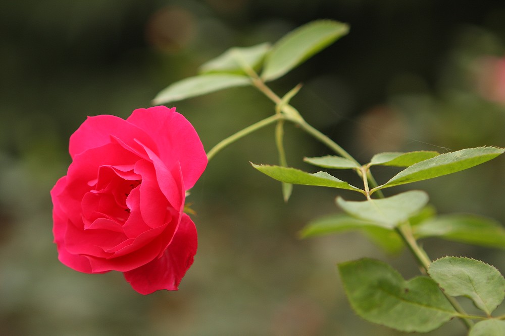 月季