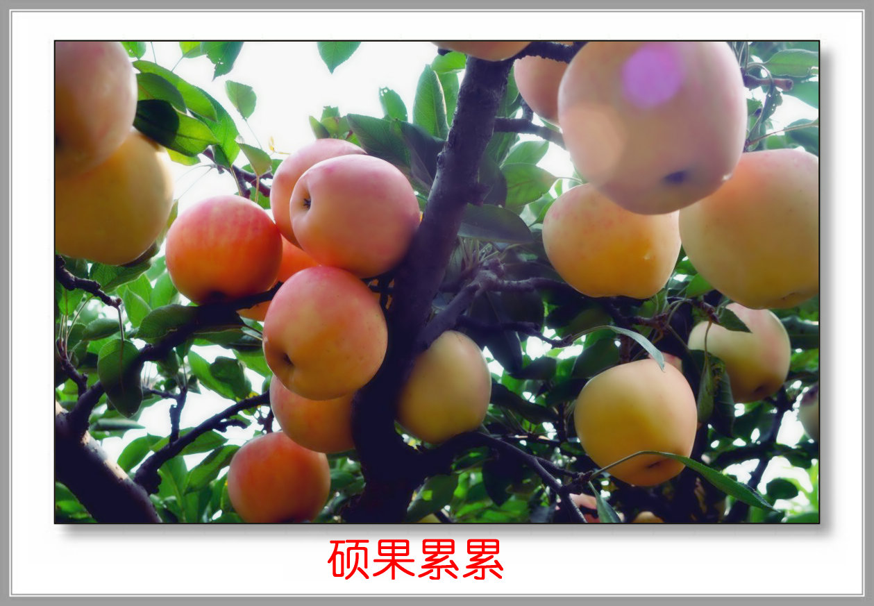 硕果累累