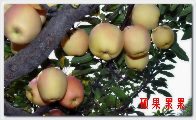 硕果累累