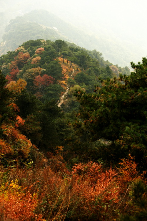 泰山红叶