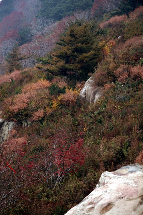 泰山红叶