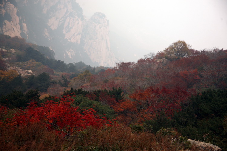 泰山红叶