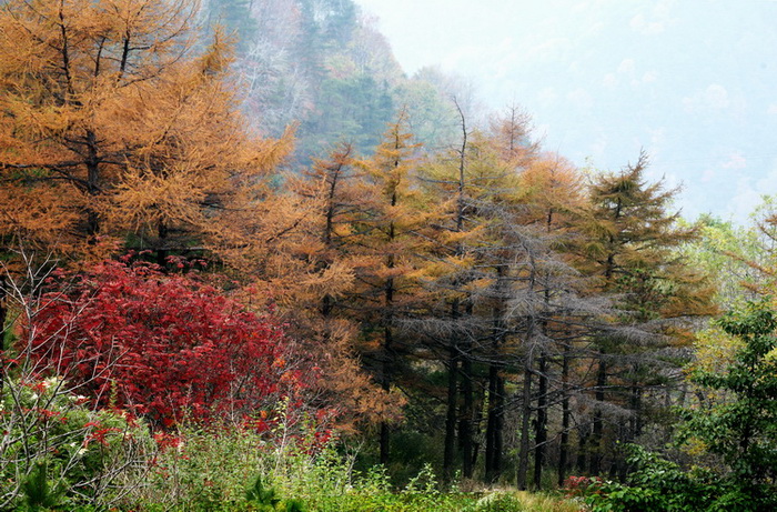 泰山红叶