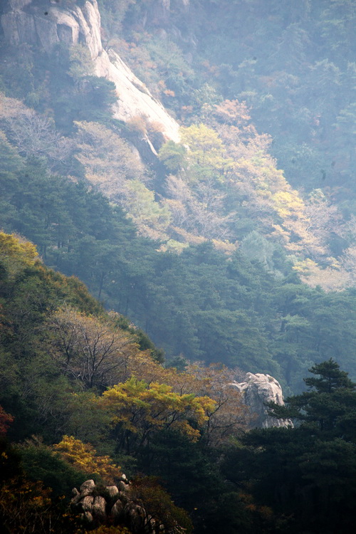 泰山红叶