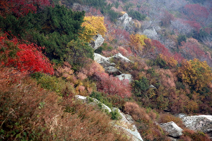 泰山红叶